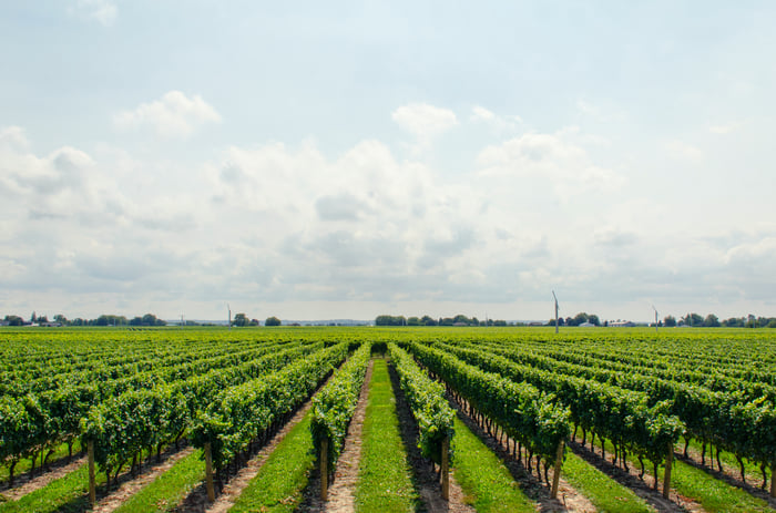 Rows of green trees in a field
