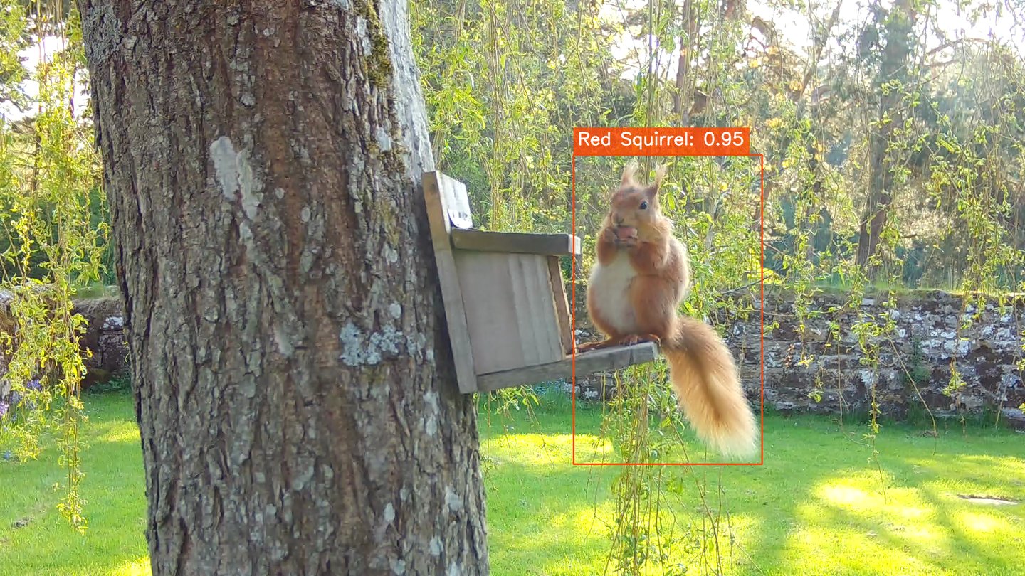redfarm_red_squirrel